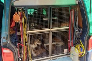 20240620-Scent-Dogs-03