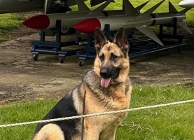 202404-Norfolk-Scent-Dogs-01