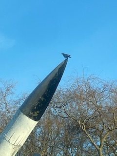 Supersonic-Pigeon