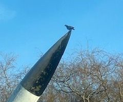 Supersonic-Pigeon