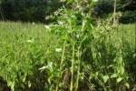 Size and height of balsam 1st site