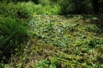 Laid out for drying