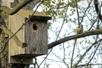 BirdBox