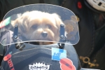 Could-we-paws-a-moment