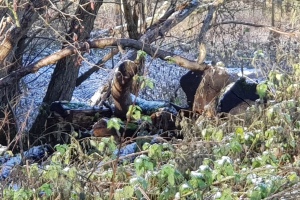 Logs Near the River