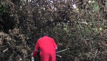 Adair Walk Gale Damage