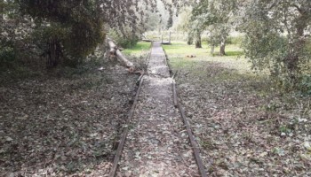 Adair Boardwalk Crushed